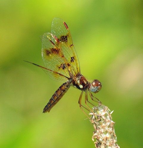 Female
2009_06_07_Floyd